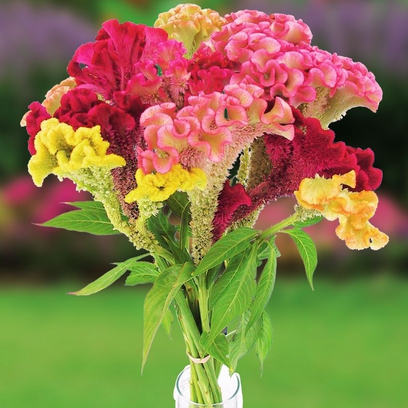 Celosia Supercrest Mix Organic Seed