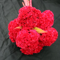 Celosia Chief Red Flame Organic Seed