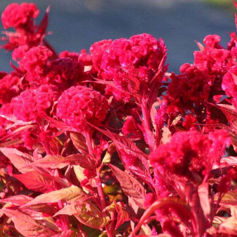 Celosia Chief Red Flame Organic Seed