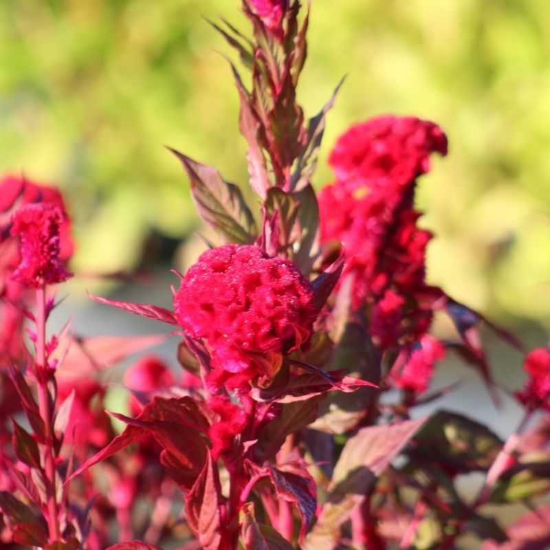 Celosia Chief Red Flame Organic Seed