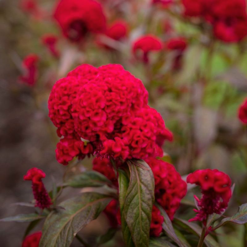 Celosia Chief Scarlet Organic Seed