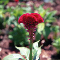 Celosia Chief Scarlet Organic Seed