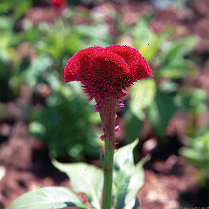 Celosia Chief Scarlet Organic Seed