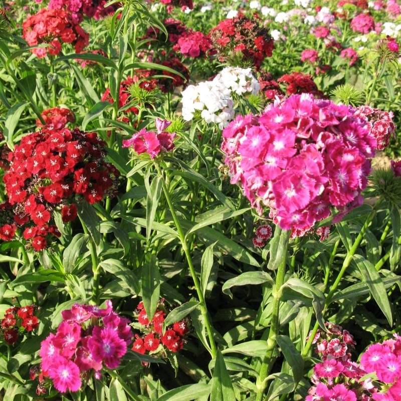 Dianthus Volcano Mix Organic Seed