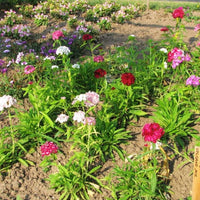 Dianthus Volcano Mix Organic Seed