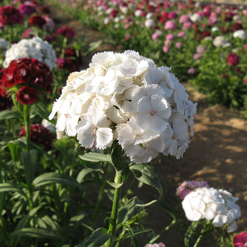 Dianthus Volcano Mix Organic Seed