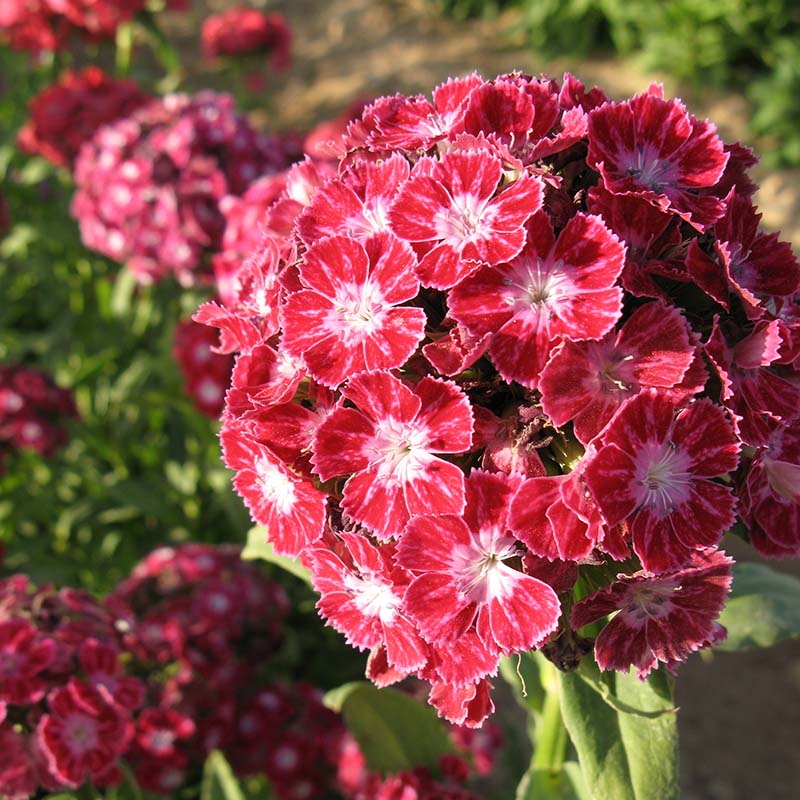 Dianthus Volcano Mix Organic Seed