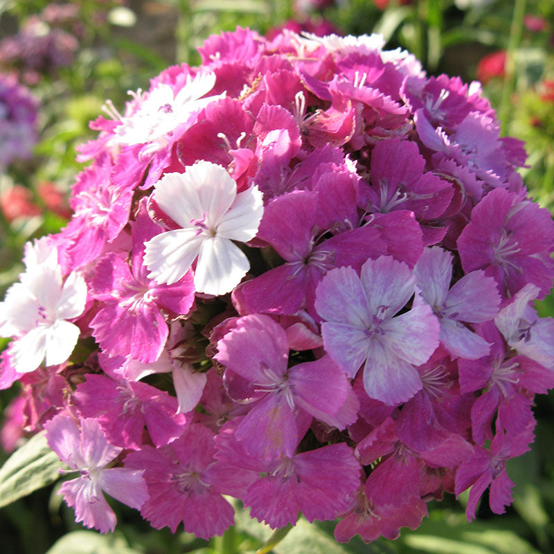 Dianthus Volcano Mix Organic Seed