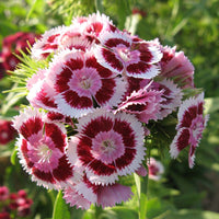 Dianthus Volcano Mix Organic Seed