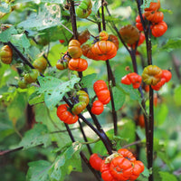 Ornamental Eggplant Pumpkin On A Stick Organic Seed