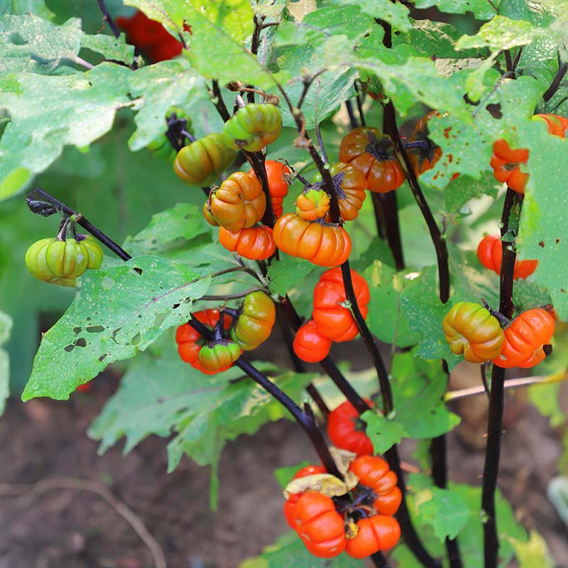 Ornamental Eggplant Pumpkin On A Stick Organic Seed