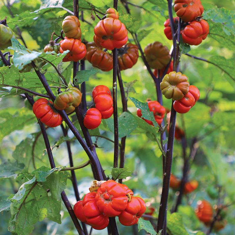 Ornamental Eggplant Pumpkin On A Stick Organic Seed