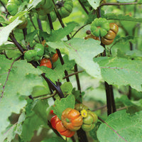 Ornamental Eggplant Pumpkin On A Stick Organic Seed