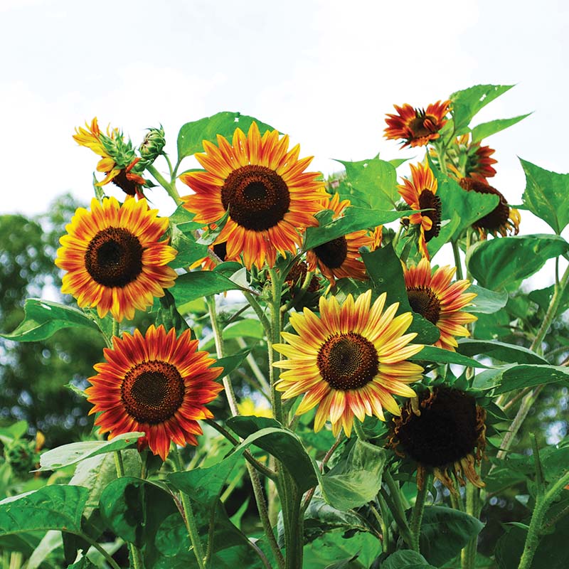 Sunflower Evening Sun Organic Seed