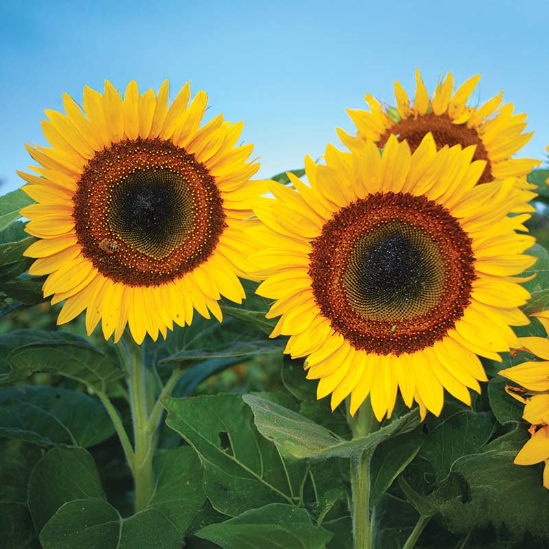 Sunflower Taiyo Organic Seed