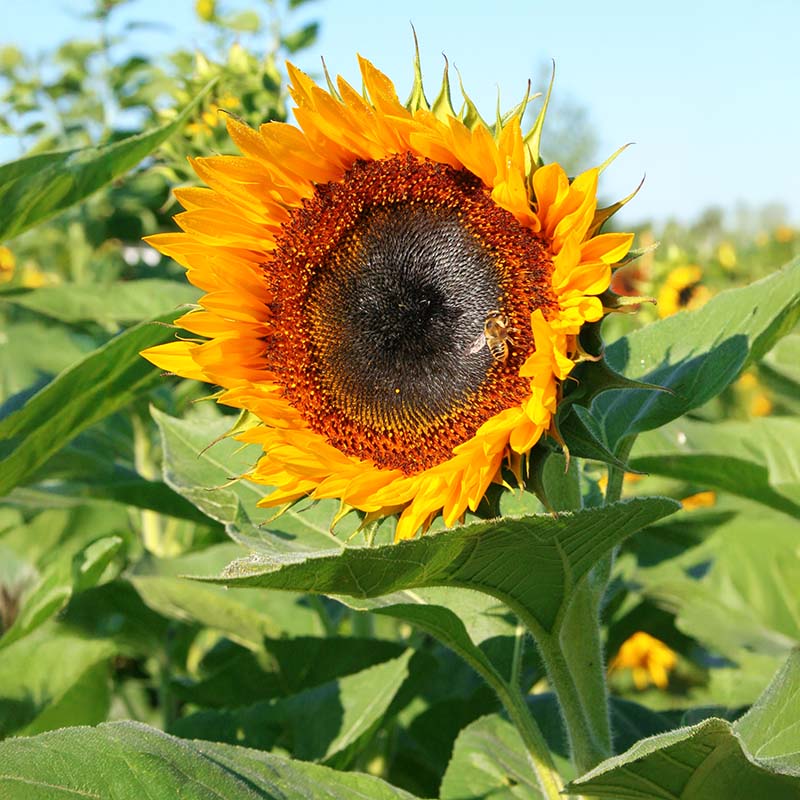 Sunflower Taiyo Organic Seed