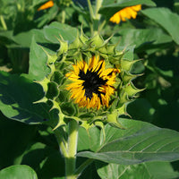 Sunflower Taiyo Organic Seed