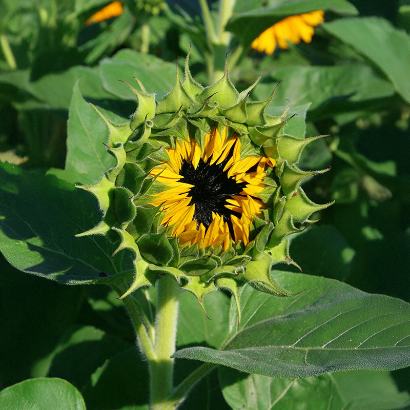 Sunflower Taiyo Organic Seed