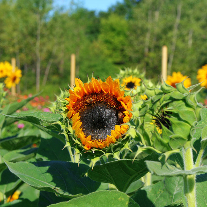 Sunflower Taiyo Organic Seed