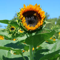 Sunflower Taiyo Organic Seed