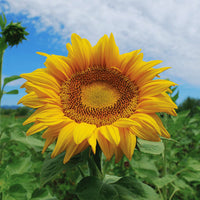 Sunflower Titan Organic Seed