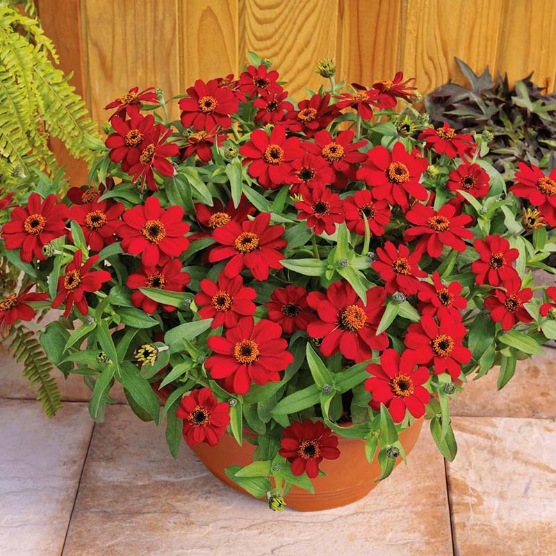 Zinnia Profusion Red Seed