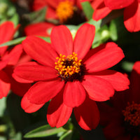 Zinnia Profusion Red Seed