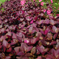 Alternanthera Purple Prince Seed