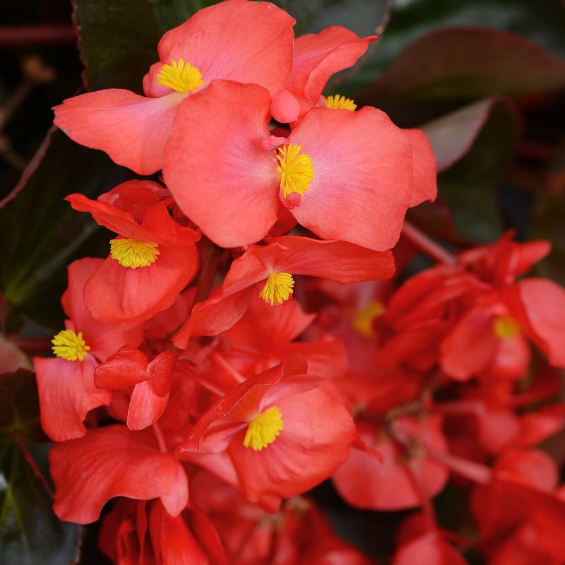 Begonia Megawatt Bronze Leaf Red F1 Seed