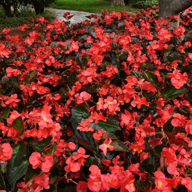 Begonia Megawatt Bronze Leaf Red F1 Seed