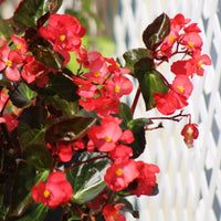 Begonia Megawatt Bronze Leaf Red F1 Seed