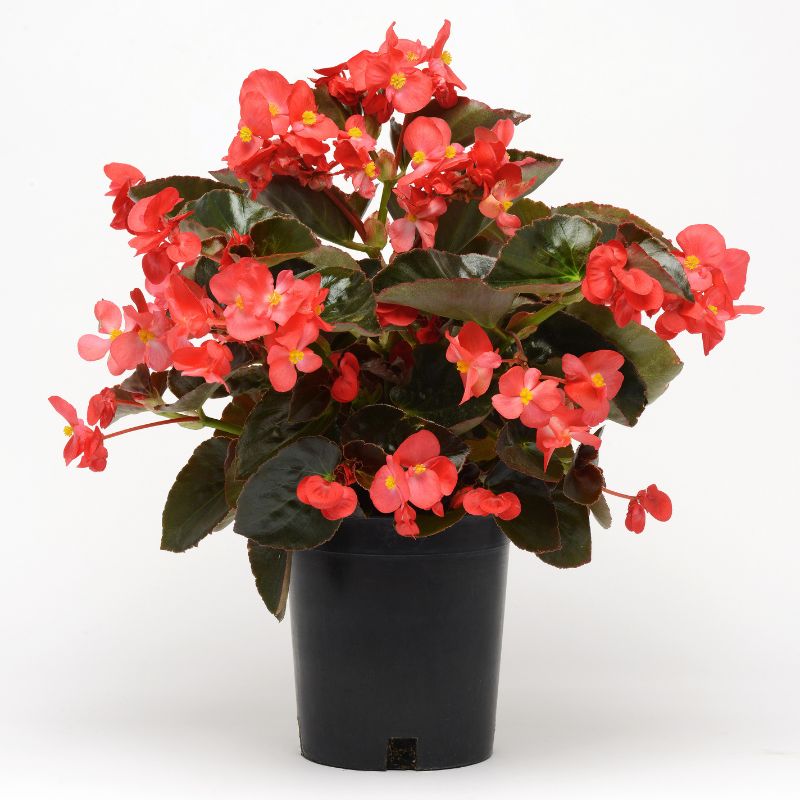 Begonia Megawatt Bronze Leaf Red F1 Seed