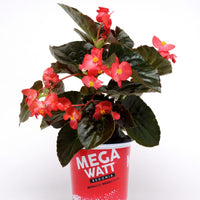 Begonia Megawatt Bronze Leaf Red F1 Seed