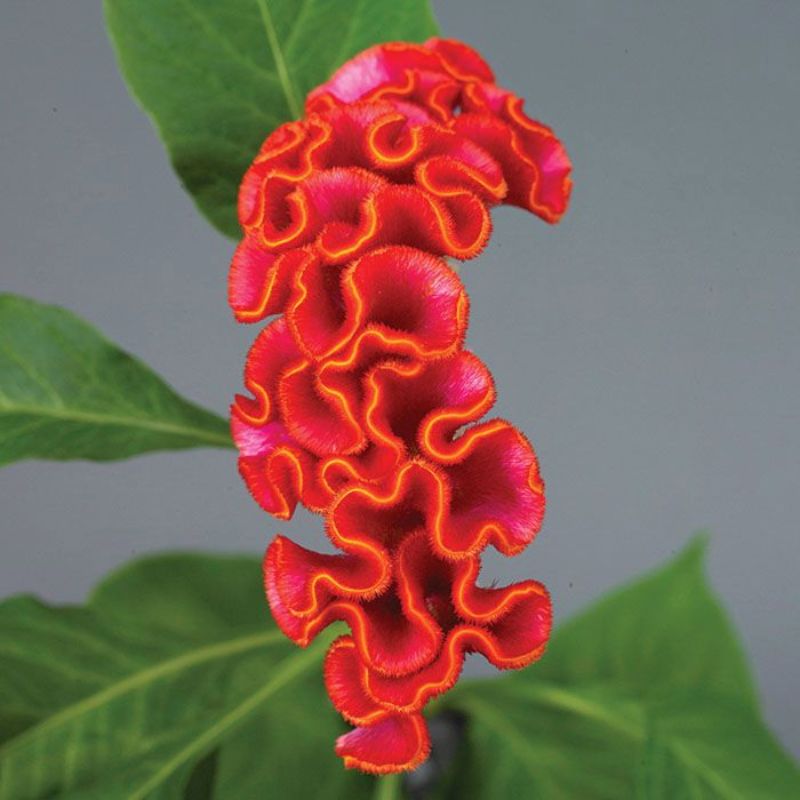 Celosia Neo Orange Seed