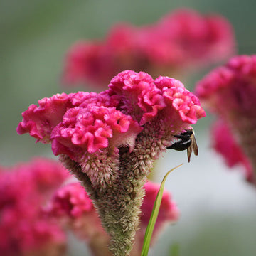 Celosia Neo Pink Seed