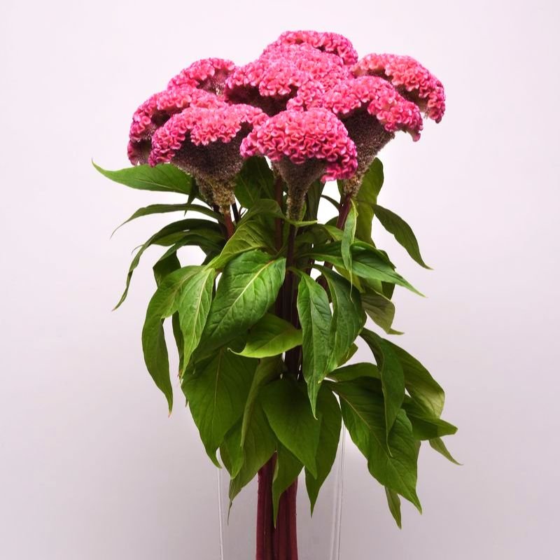 Celosia Neo Pink Seed