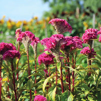 Celosia Neo Pink Seed