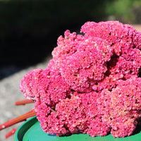 Celosia Neo Pink Seed