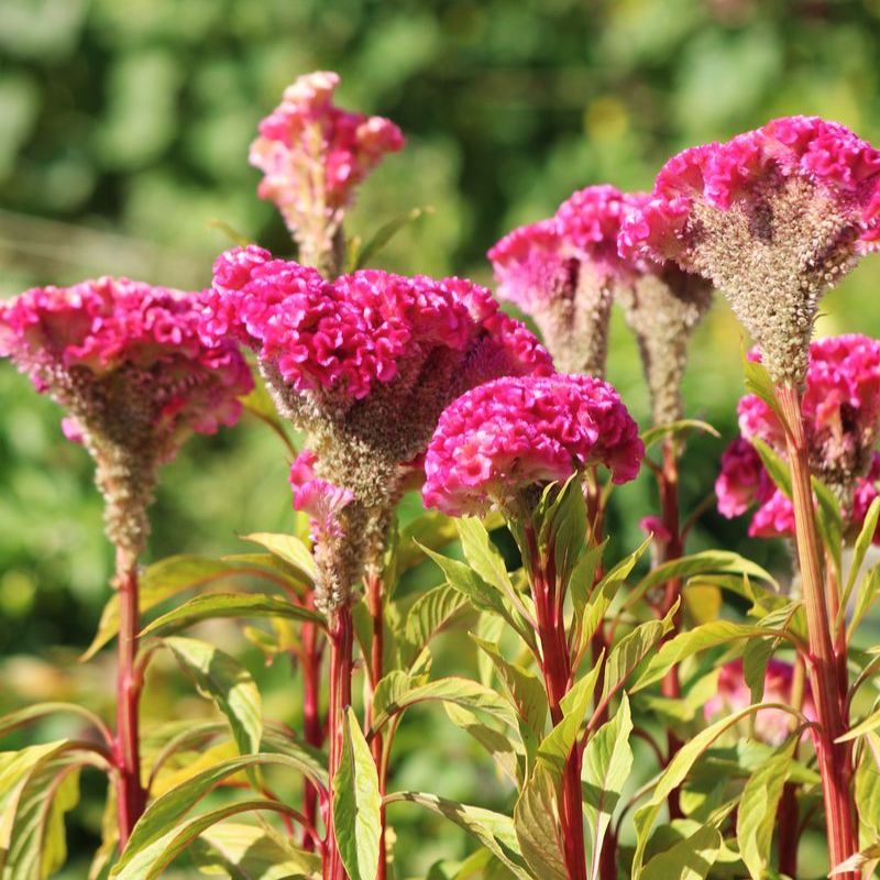 Celosia Neo Pink Seed