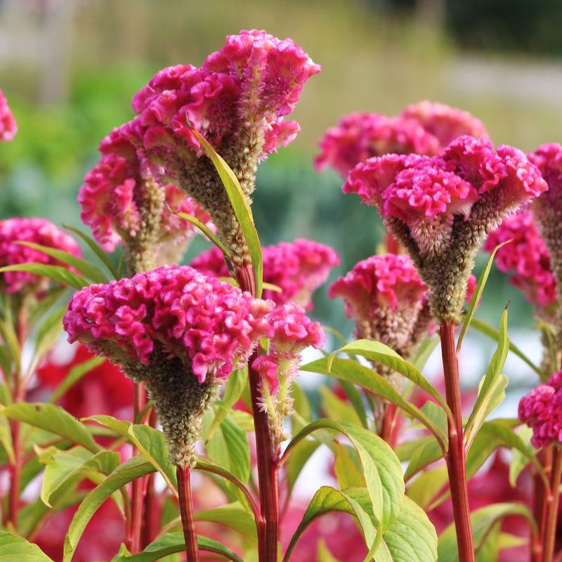 Celosia Neo Pink Seed