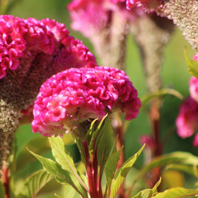 Celosia Neo Pink Seed