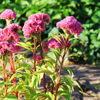 Celosia Neo Pink Seed