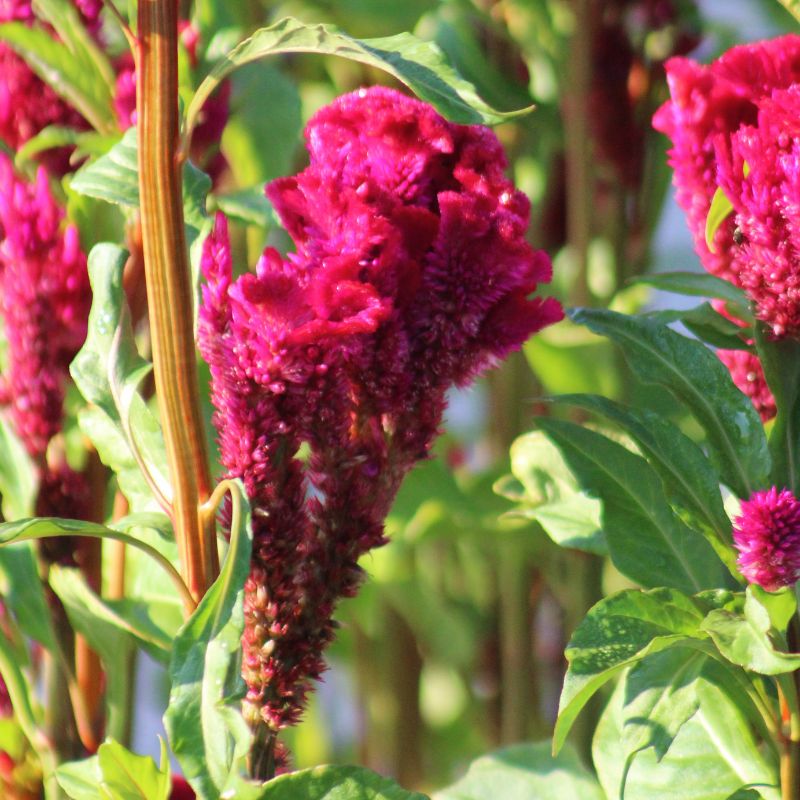 Celosia Neo Red Seed