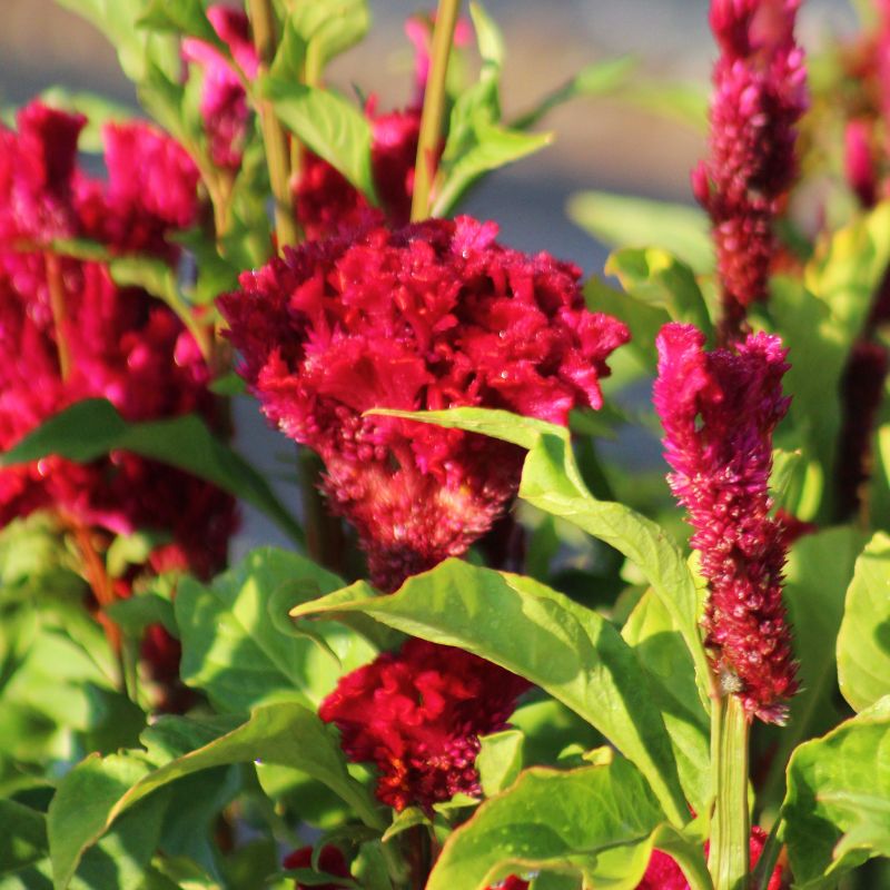 Celosia Neo Red Seed