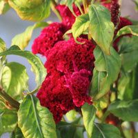 Celosia Neo Red Seed