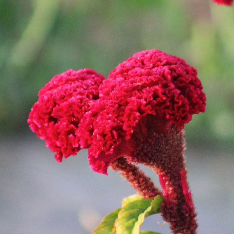 Celosia Neo Red Seed