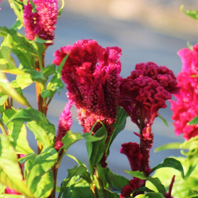 Celosia Neo Red Seed