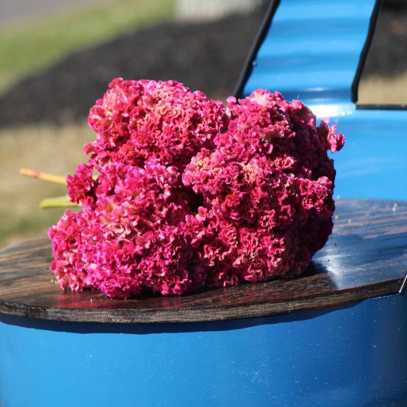 Celosia Neo Rose Seed