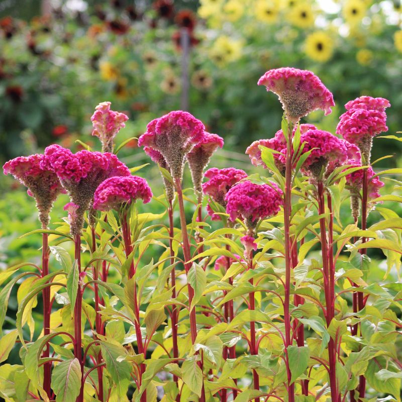 Celosia Neo Rose Seed