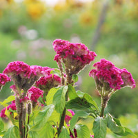 Celosia Neo Rose Seed